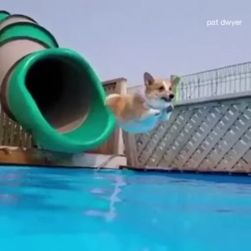 🐶 Стикер «Корги» для Telegram