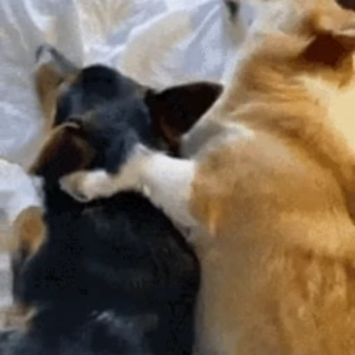 💤 Стикер «Корги» для Telegram