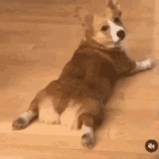 🐶 Стикер «Корги» для Telegram