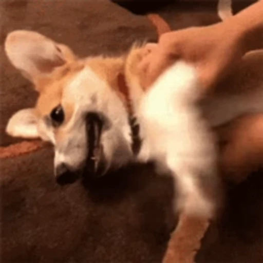 🐶 Стикер «Корги» для Telegram