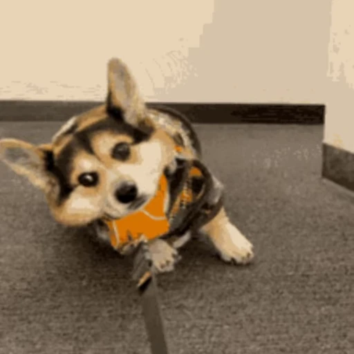 🐶 Стикер «Корги» для Telegram