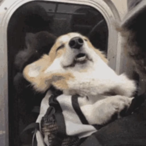 🐶 Стикер «Корги» для Telegram