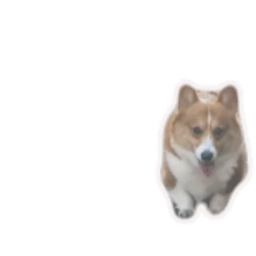 🐶 Стикер «Корги» для Telegram