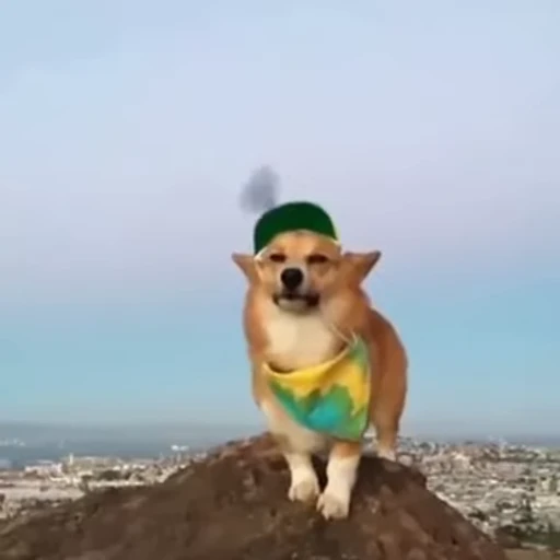 🐶 Стикер «Корги» для Telegram