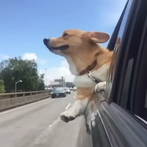 🚘 Стикер «Корги» для Telegram