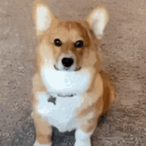 😉 Стикер «Корги» для Telegram