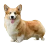 Стикер 4 Корги