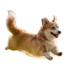 Стикер 3 Корги