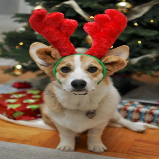 🦌 Стикер «KorgiXen» для Telegram