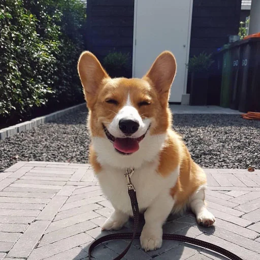 😝 Стикер «KorgiXen» для Telegram
