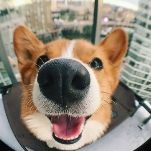 😳 Стикер «KorgiXen» для Telegram