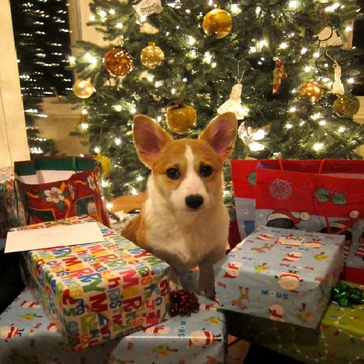 🎄 Стикер «KorgiXen» для Telegram