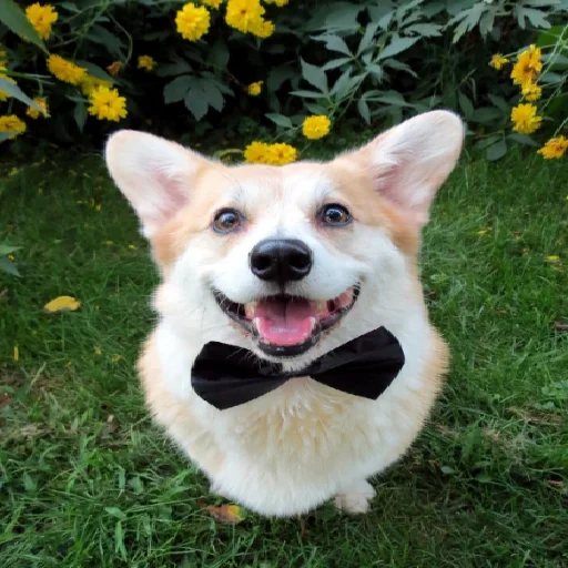 🤵 Стикер «KorgiXen» для Telegram