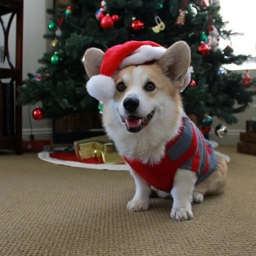 🎄 Стикер «KorgiXen» для Telegram