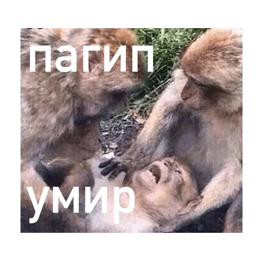 😒 Стикер «Коробка для Долбоебов» для Telegram