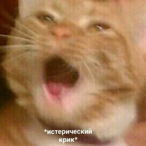 😒 Стикер «Коробка для Долбоебов» для Telegram