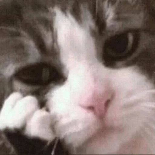 😕 Стикер «KorolevskiyMIX» для Telegram