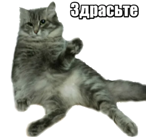Стикерпак 40 кошек для Telegram