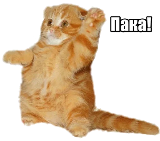 😼 Стикер «40 кошек» для Telegram