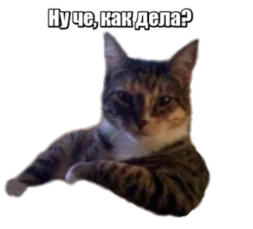 😼 Стикер «40 кошек» для Telegram