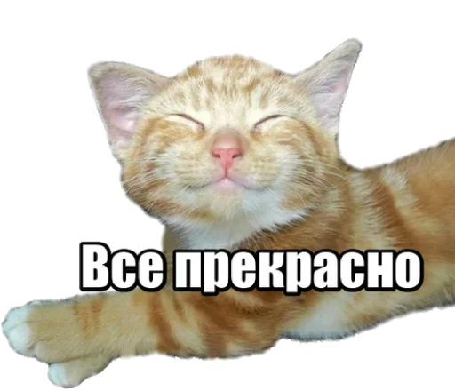 🙀 Стикер «40 кошек» для Telegram