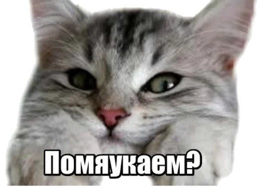 😻 Стикер «40 кошек» для Telegram