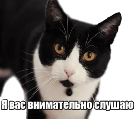 😾 Стикер «40 кошек» для Telegram