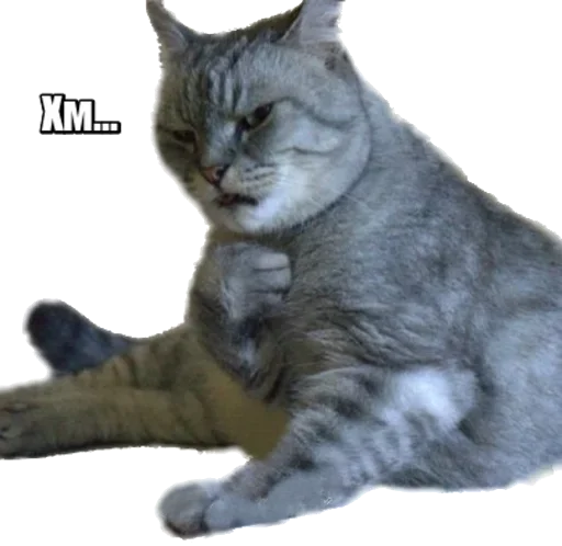 😼 Стикер «40 кошек» для Telegram