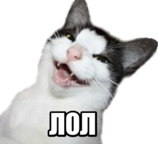 😾 Стикер «40 кошек» для Telegram
