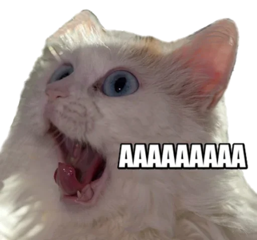 😸 Стикер «40 кошек» для Telegram