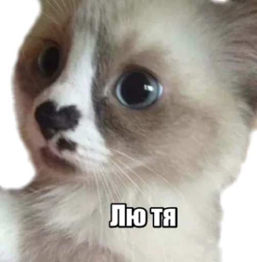 😹 Стикер «40 кошек» для Telegram