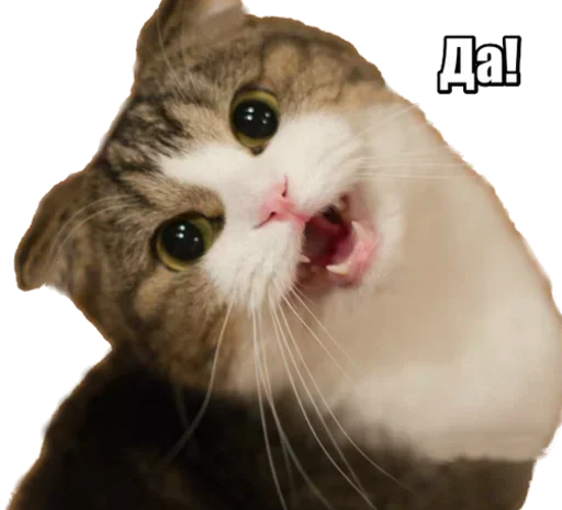 😻 Стикер «40 кошек» для Telegram