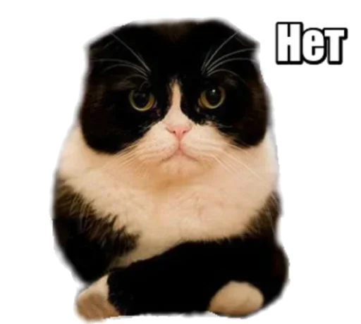 😽 Стикер «40 кошек» для Telegram