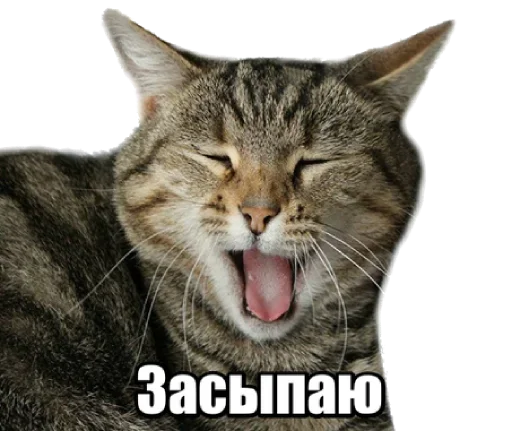 😺 Стикер «40 кошек» для Telegram