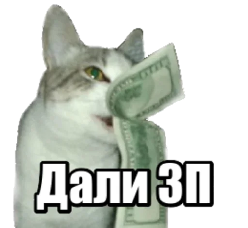 😹 Стикер «40 кошек» для Telegram