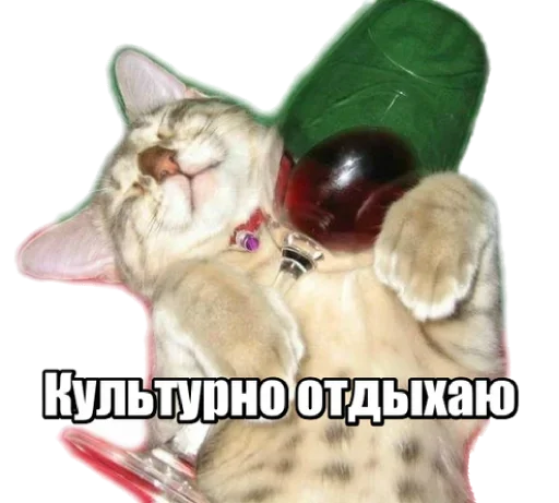 😹 Стикер «40 кошек» для Telegram