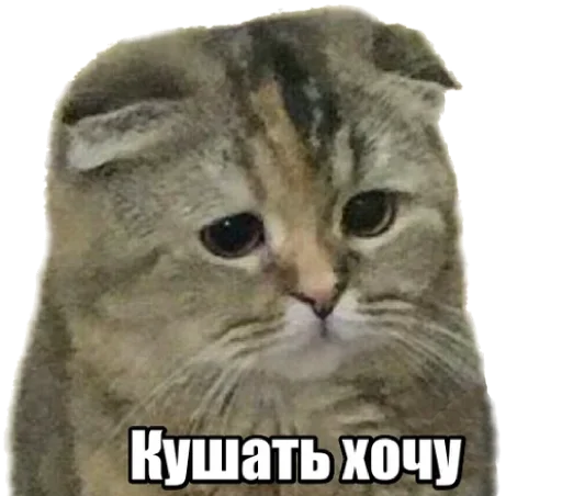 😹 Стикер «40 кошек» для Telegram
