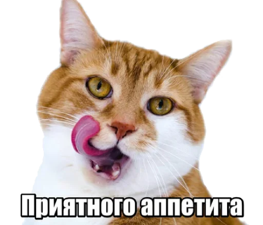 😹 Стикер «40 кошек» для Telegram