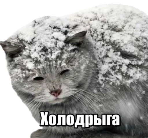 😽 Стикер «40 кошек» для Telegram