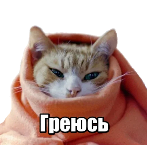 😼 Стикер «40 кошек» для Telegram