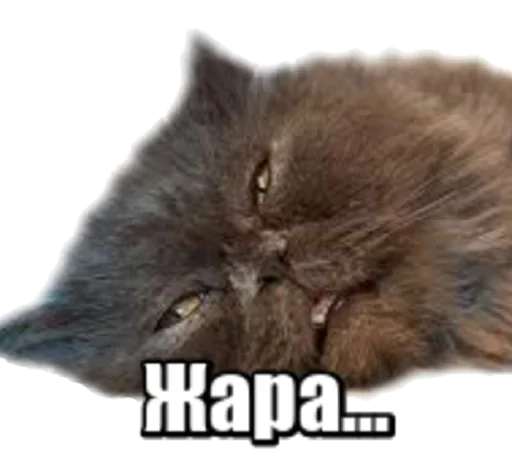 😿 Стикер «40 кошек» для Telegram