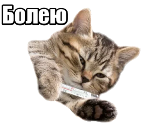 😾 Стикер «40 кошек» для Telegram