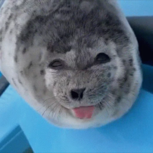 😛 Стикер «Кошенятко-янголятко» для Telegram