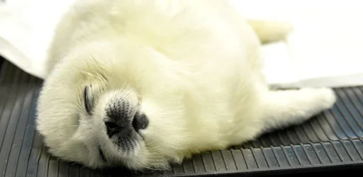 💤 Стикер «Кошенятко-янголятко» для Telegram