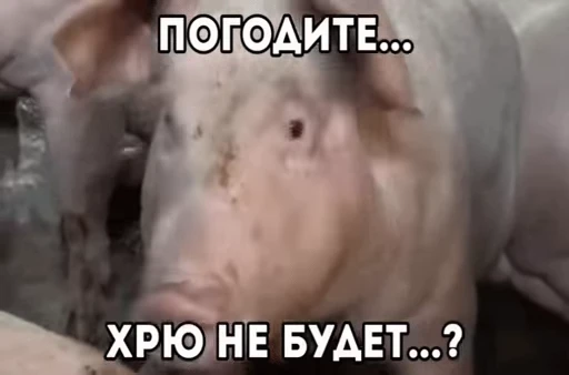 🐽 Стикер «meme» для Telegram