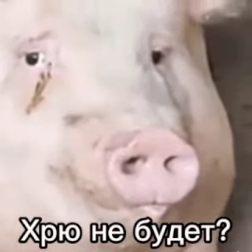 🐽 Стикер «meme» для Telegram