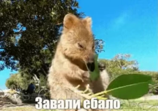 ❤️ Стикер «meme» для Telegram