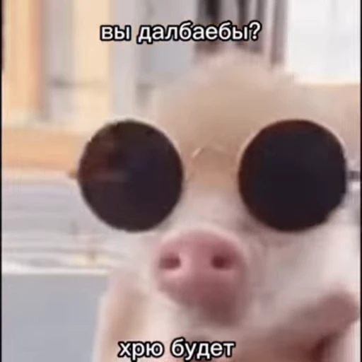 🐽 Стикер «meme» для Telegram