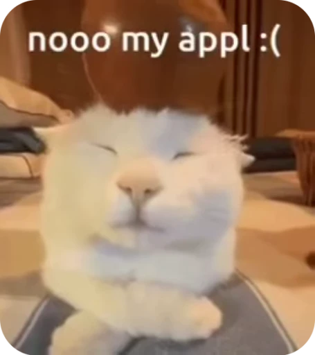 🌟 Стикер «Кот» для Telegram