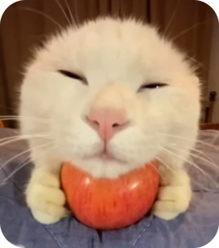 🌟 Стикер «Кот» для Telegram